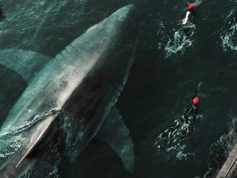 ‘Under Paris’ Sequel Gets A Director