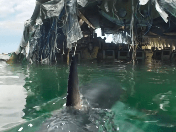 Deep Water – Official Trailer